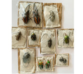 5 assorted beetles (Cameroon)