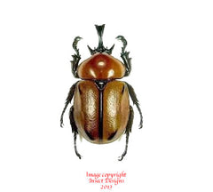 Brachysiderus quadrimaculatus (Peru)