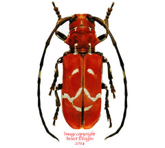 Callimation venustum (Madagascar) A2