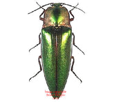 Campostermus auratus (Thailand)