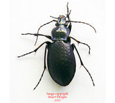 Carabus sternbergi cartereti (Korea)