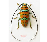 Cerambycidae sp.1 (Cameroon)