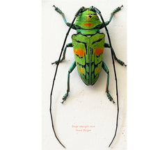 Cerambycidae sp.2 (Cameroon)