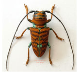 Cerambycidae sp.3 (Cameroon)