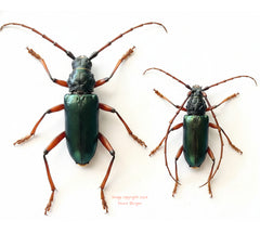 Cerambycidae sp. (Cameroon) - pair
