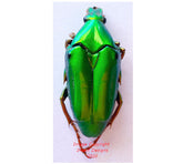 Chalcothea neglecta (Malaysia)