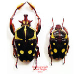 Cheirloasia burkei (Tanzania)