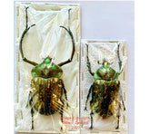 Cheirotonus peracanus (Malaysia)