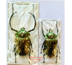 Cheirotonus peracanus (Malaysia)