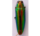 Chrysochroa fulminans (Sulawesi)