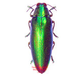 Chrysochroa fulminans (Malaysia)