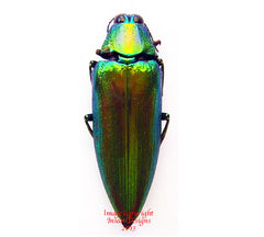 Chrysochroa weyersi (Malaysia)