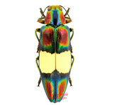 Chrysochroa toulgoeti (Malaysia)