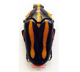 Clerota rigifica (Malaysia)