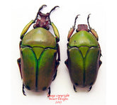 Coelorrhina babaulti (Kenya)