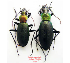 Coptolabrus jankowskii elegans (Korea)