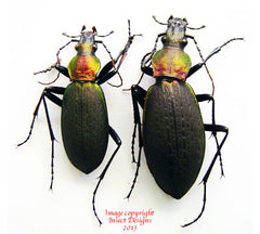 Coptolabrus jankowskii fusanus (Korea)