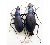 Coptolabrus jankowskii kangwonensis (Korea)