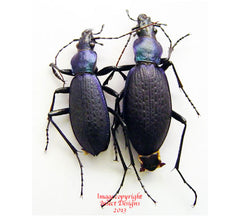 Coptolabrus jankowskii kangwonensis (Korea)