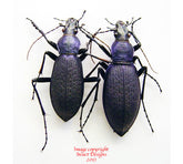 Coptolabrus jankowskii taebeagenesis - violet (Korea)