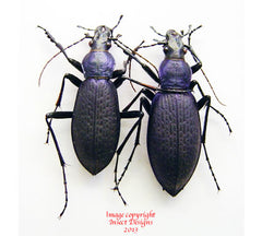 Coptolabrus jankowskii taebeagenesis - violet (Korea)