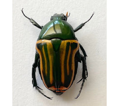 Coptomia mauritania (Madagascar)