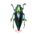 Cyphogastra calepyga (Kei) A2