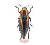 Cyphogastra javanica (Java)