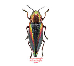 Cyphogastra javanica (Java)