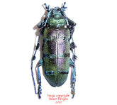 Diastocera wallichi (Thailand) - pair