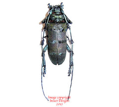 Diastocera wallichi (Thailand) - pair