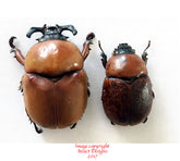 Dicaulocephalus feae gestro (Thailand) A2