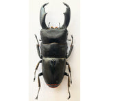 Dorcus titanus typhon (Peleng)