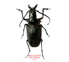 Dorysthenes walkeri (Thailand)