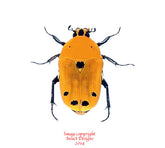 Euchroea auripigmenta (Madagascar)