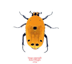 Euchroea auripigmenta (Madagascar)