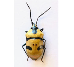 Eucorysses grandis (Java)