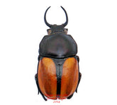 Fruhstorferia nigromuelleri (Malaysia)