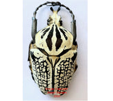 Goliathus orientalis meleagris (Congo)