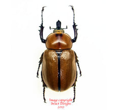 Golofa cochlearis (Argentina)