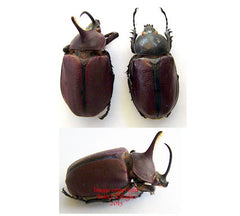 Golofa porteri (Peru)