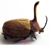 Golofa spatha (Peru)