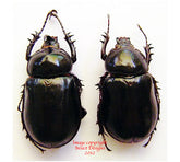 Golofa tersander (Mexico)