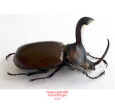 Golofa xiximeca (Mexico)