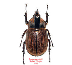 Heterogomphus hirtus (Peru)