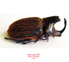 Heterogomphus schoenherri (Peru)