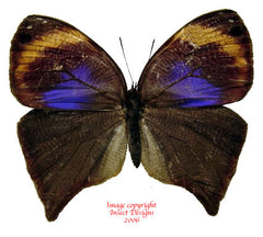 Bia actorion (Peru)