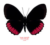 Biblis hyperia (Peru)