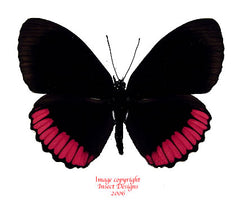 Biblis hyperia (Peru)