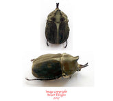 Lycomedes velutipes (Ecuador)